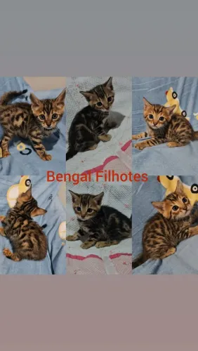  Bengal Filhotes - Gatil BSB Cat 