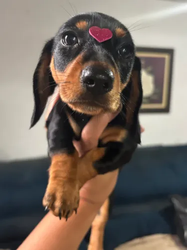 Basset - Dachshund disponíveis!!!