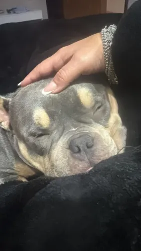 American bully nano