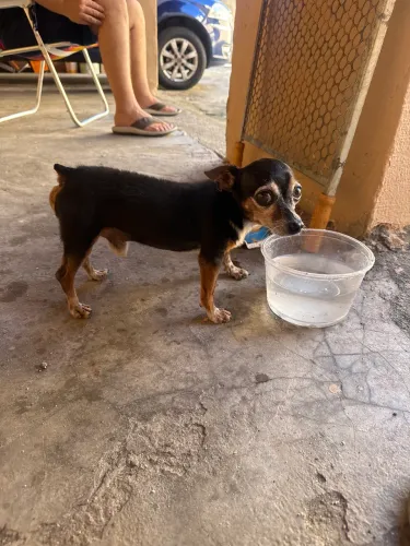 Pet pinsher para reprodução no montese !