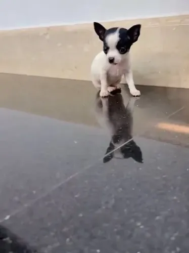 Pinchers 000 machinho