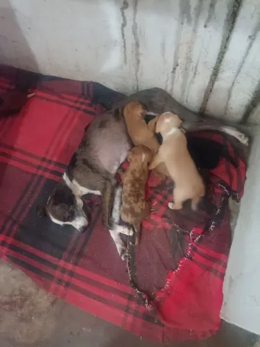 Vende cachorro pinscher