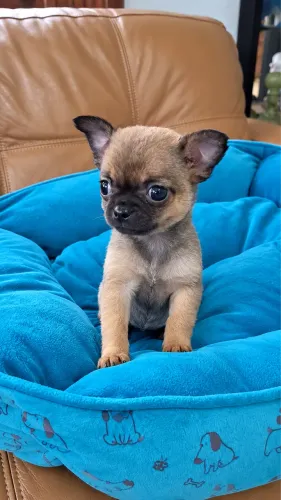 Chihuahua