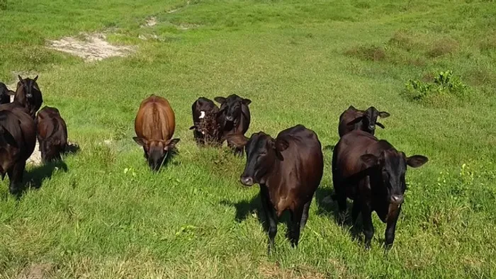 Fazenda 325 hectares a 180 km de Belém com 60 mil pés de açaí R$3,6 milhões
