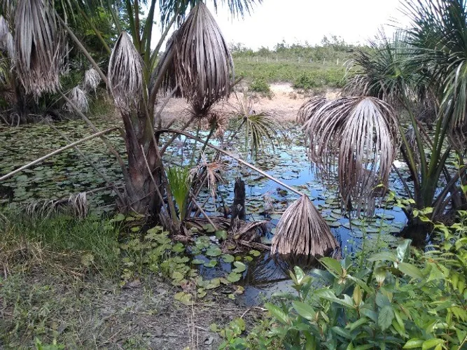 Fazenda 62 hectares a 30 km de Castanhal com pasto R$650 mil