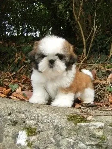 Filhote de Shih-Tzu!! @unico