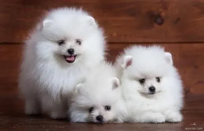 Lulu da Pomerânia á venda 