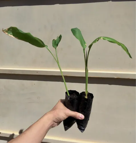 Muda de Cúrcuma (açafrão-da-terra) 