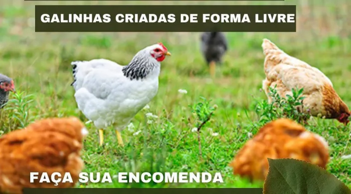 Galinhas poedeiras - R$ 45,00 cada