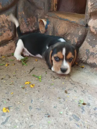Beagle o aventureiro alegre e companheiro