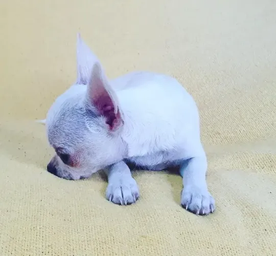 Chihuahua Branco e Creme Fêmea - Pequena e Elegante!