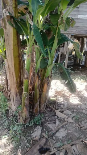 FILHOS DE BANANA PACOVAN