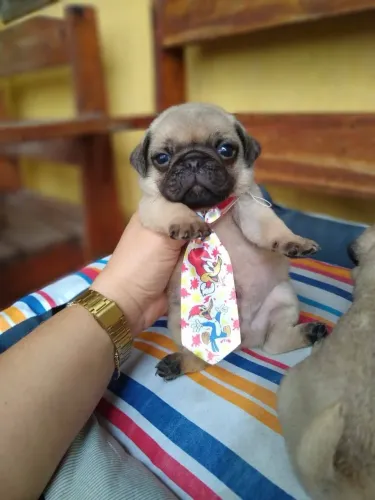 Pug lindo nariz bem achatadinho vacinado 