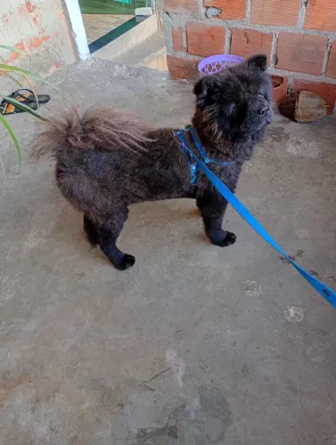 Estou doando esse cachorro da raça xauxau 