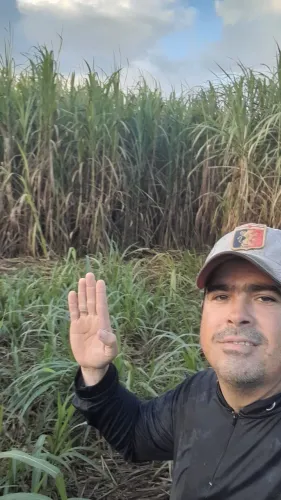 MUDAS BRS CAPIAÇU E KURUMI DIRETAMENTE DO PRODUTOR RURAL O ORIGINAL DA EMBRAPA