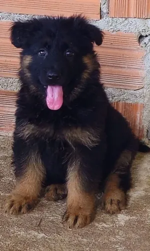 Pastor Alemão pelo longo macho disponível 