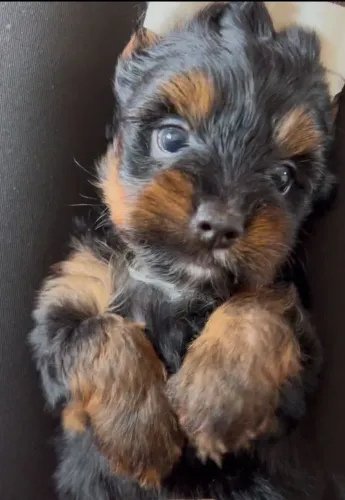 Filhote Yorkshire Terrier, Nada como ser recebido com pulinhos e lambeijos todos os dias!