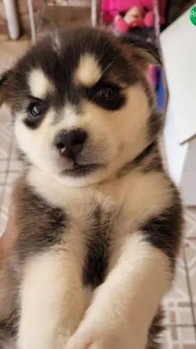 Filhote Husky Siberiano - Pelúcia de Olhos Azuis!?