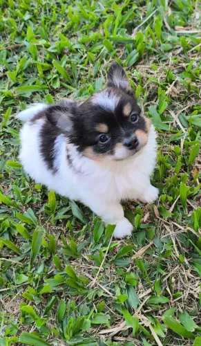 Chihuahua Macho Pequeno Pelo Longo - 12 Vezes Parcelado