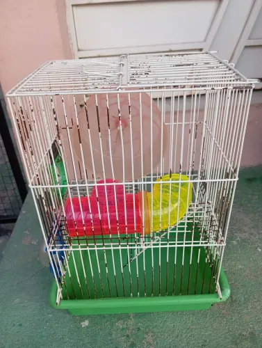 Gaiola