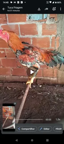 Vendo galo 