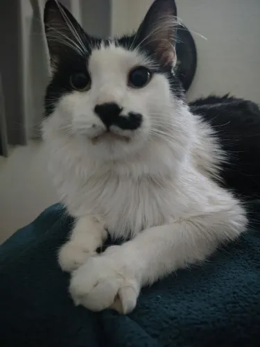 Gatinho macho para adoção