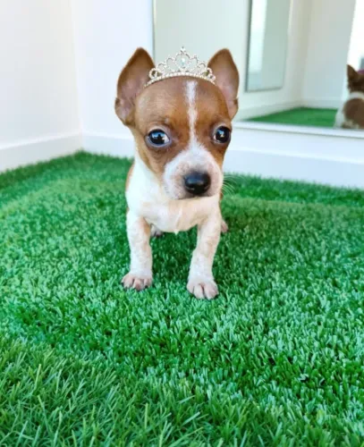 Pinscher Fêmea Alegre e Companheira