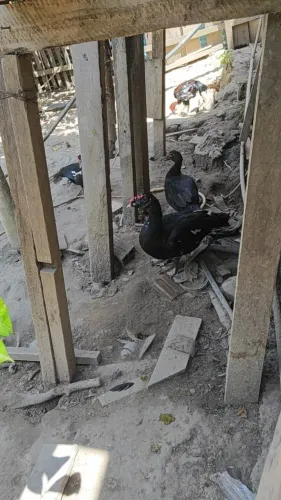 Patos e patas