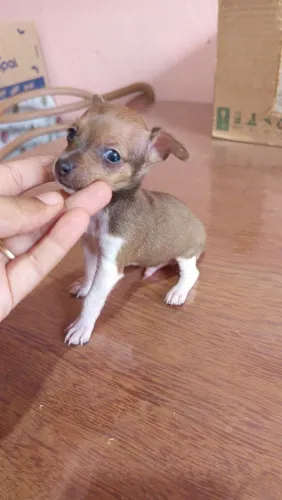 Pincher Machinho disponível pra vc