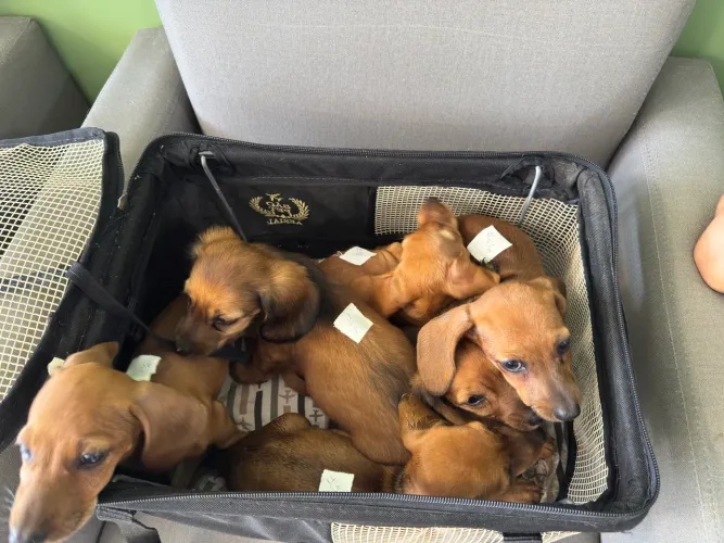 Adote um Pet