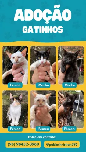 Gatinhos Para Adoção!! ?