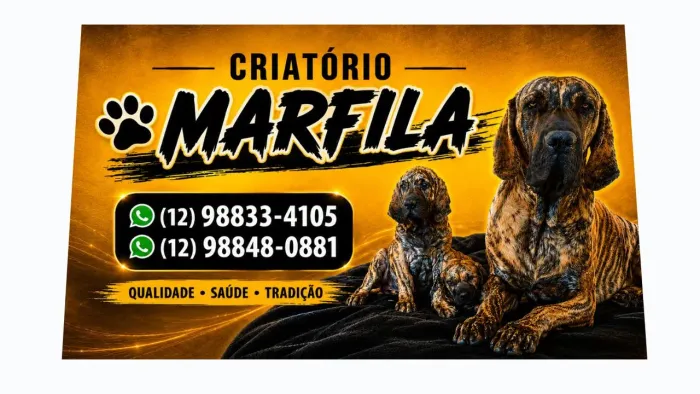Filhotes de FILA BRASILEIRO