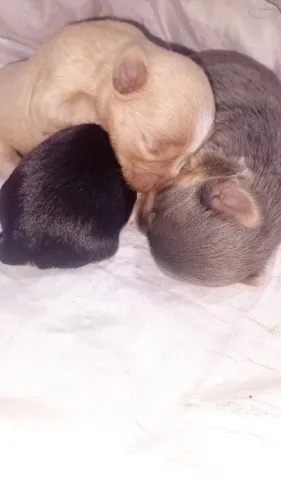 Cachorro
