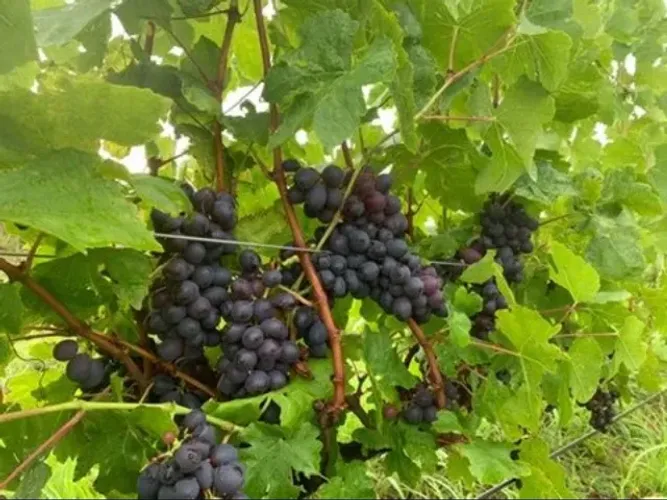 Chácara Cocalzinho de Goiás com vinhedo