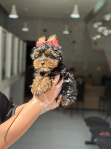 Yorkshire terrier - Escolha um Amigo Leal - Filhotes de Origem Confiável