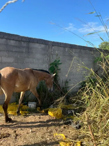 Potra de 2 anos e 2 meses luxo de égua !!