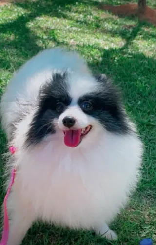 Lulu da pomerania