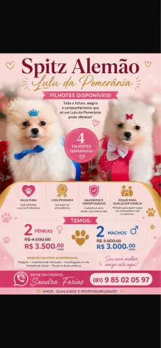 Cachorro lulu pomerânia