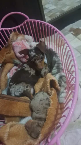 Vendo um macho merly 0 3.000