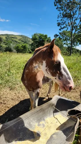 Cavalo para criança