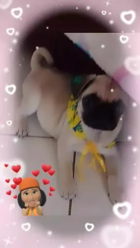 Vendo Pug macho 