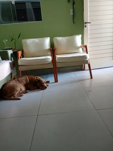 Vendo 2 poltrona de sala com 2 meses de uso 