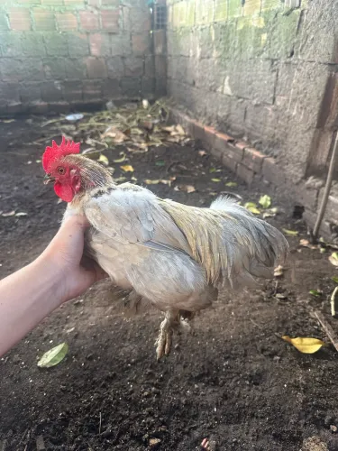 Frango mini cochin lavanda