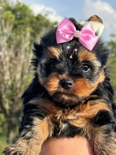 Sua melhor escolha! Filhotes de yorkshire micro fêmea baby face
