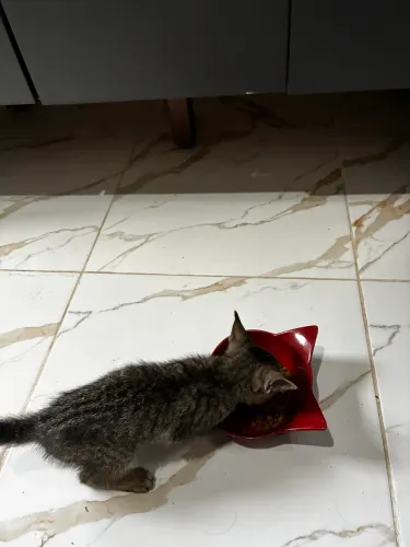 Adoção Responsável - Gatinho Filhote