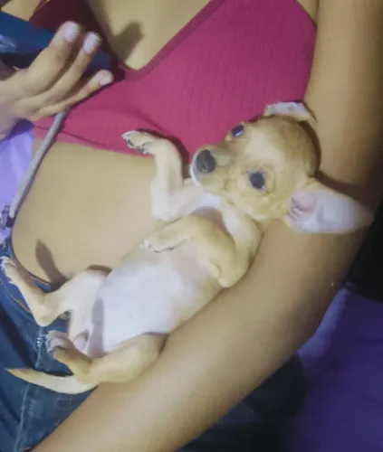 cachorro pinscher 