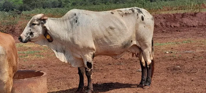 Vacas Leiteiras