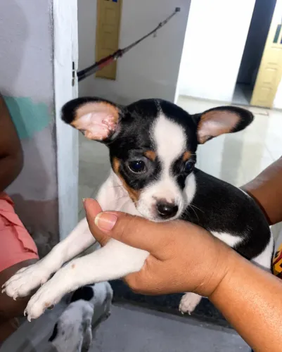 Pinscher 1 tricolor
