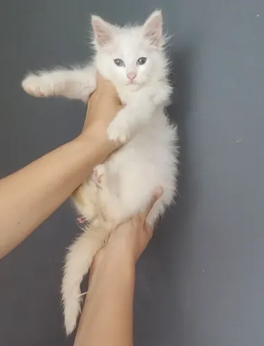 Maine Coon fêmea