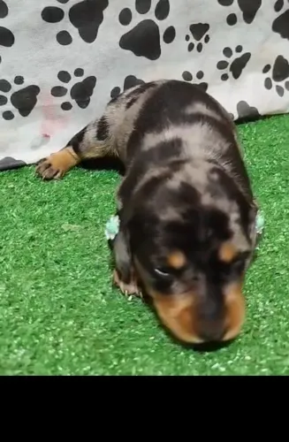 Basset dachshund salsichinha Macho 